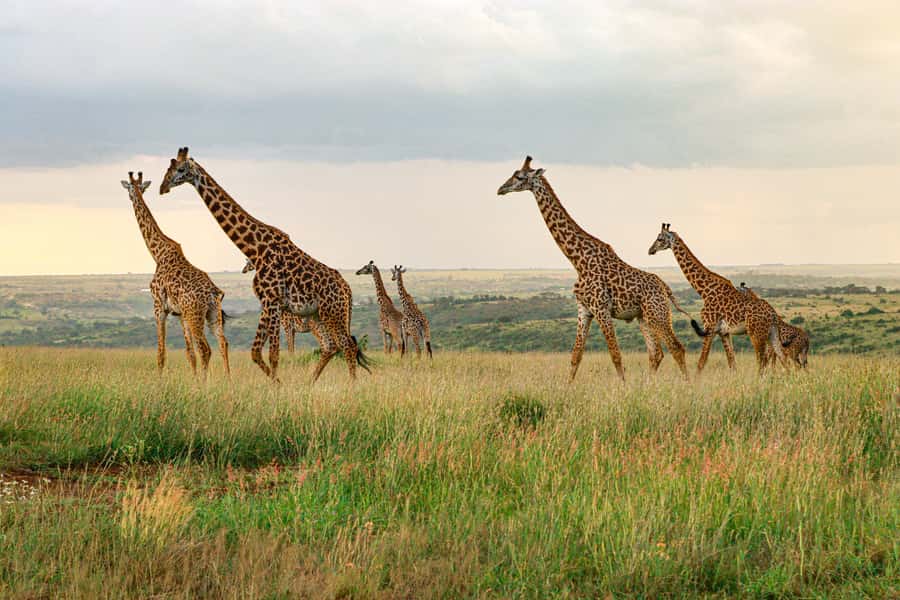 Nairobi: National Park Private Tour in 4X4 Jeep - Private 4x4 Jeep day: timing, comfort, and why the open roof matters