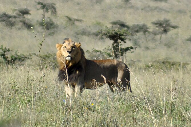 Nairobi National Park Private Tour (Morning/Afternoon Options) - Why Nairobi National Park is special for city-limits safari days