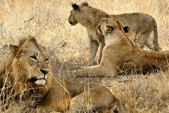 Nairobi National Park Private Tour (Morning/Afternoon Options) - Big Five style highlights beyond rhinos, including lions and buffalo