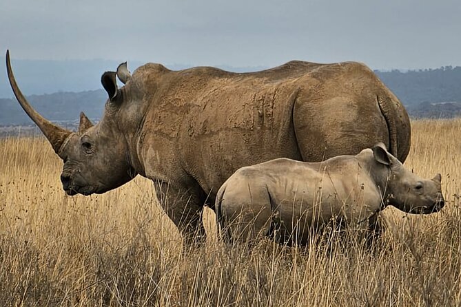Nairobi National Park Private Tour (Morning/Afternoon Options) - What you should bring, and how to make photos easier