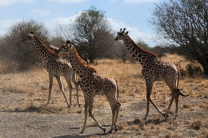 Nairobi National Park Private Tour (Morning/Afternoon Options) - Price and value: is $88 per person a fair deal for a private park day?