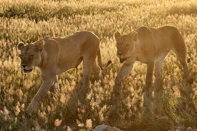 Nairobi National Park Private Tour (Morning/Afternoon Options) - Morning vs afternoon departures, and how to plan for animal activity