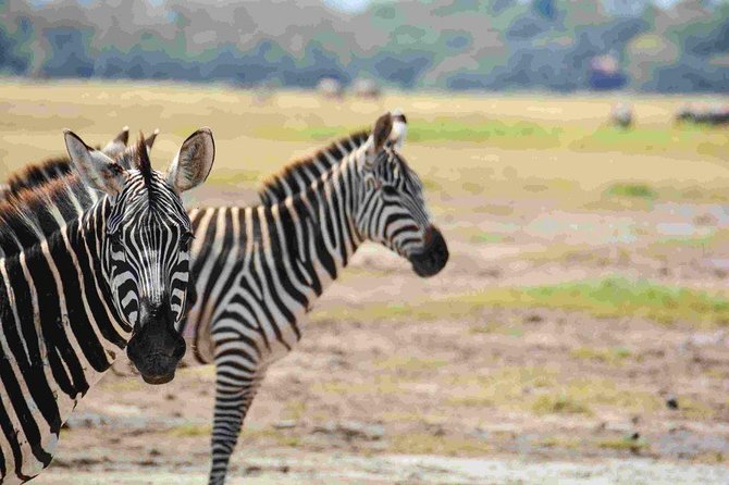 Nairobi National Park Safari - Nairobi National Park, where the skyline and savannah share the frame