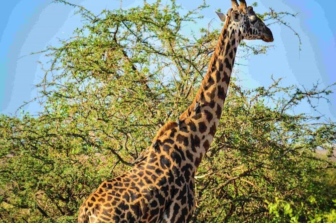 Nairobi National Park Safari - Pickup, private transport, and the smooth start you want in Nairobi