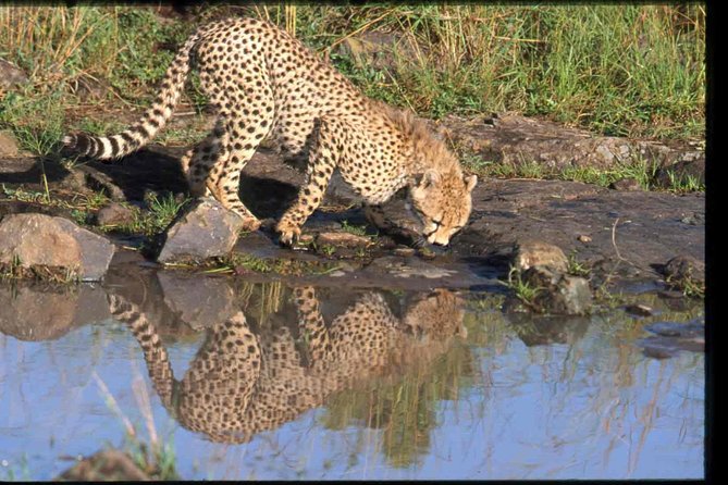 Nairobi National Park Safari - Price and value: what $260 buys you in real life