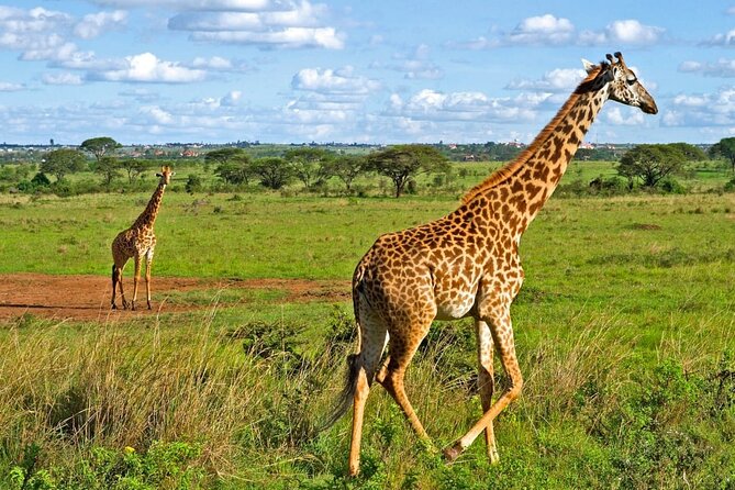 Nairobi National Park Safari Tour - A Safari Right Next Door to Nairobi: Why This Half-Day Works