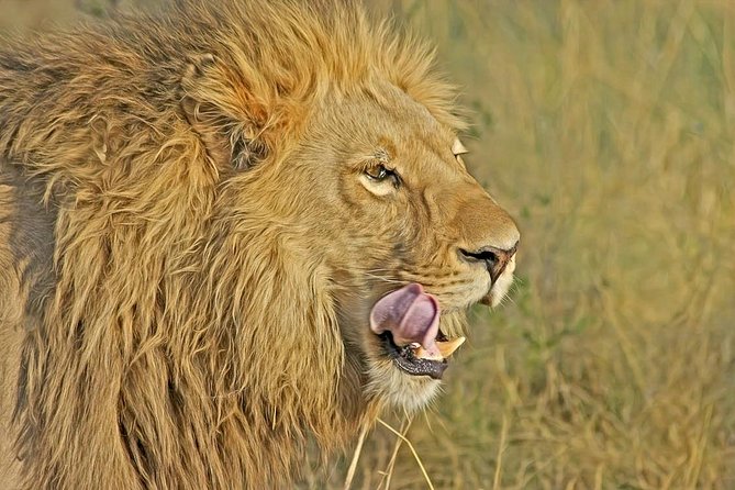 Nairobi National Park Safari Tour - Hotel Pickup, Microbus Rides, and Timing in Nairobi Traffic