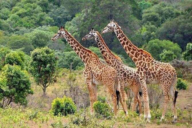 Nairobi National Park Safari With a Visit to Giraffe Center. - Lions, Rhinos, Antelopes, and the Bird Bonus