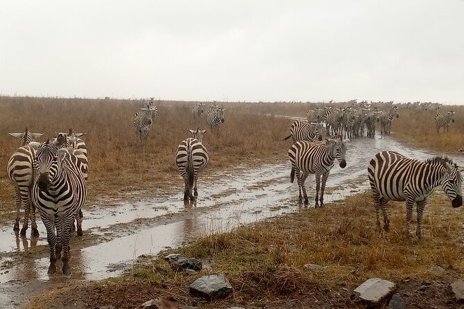 Nairobi National Park Safari With a Visit to Giraffe Center. - Coffee Shop Stop and the Shift to the Giraffe Centre