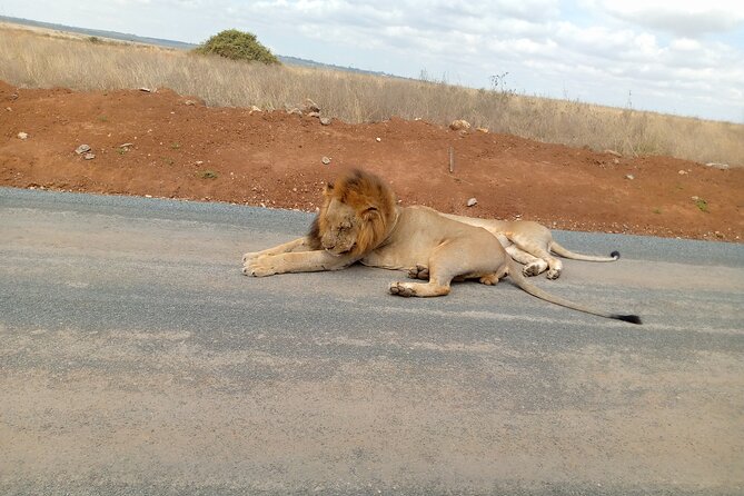 Nairobi National Park Safari With a Visit to Giraffe Center. - Giraffe Centre Free Ride: What You Gain Beyond Photos