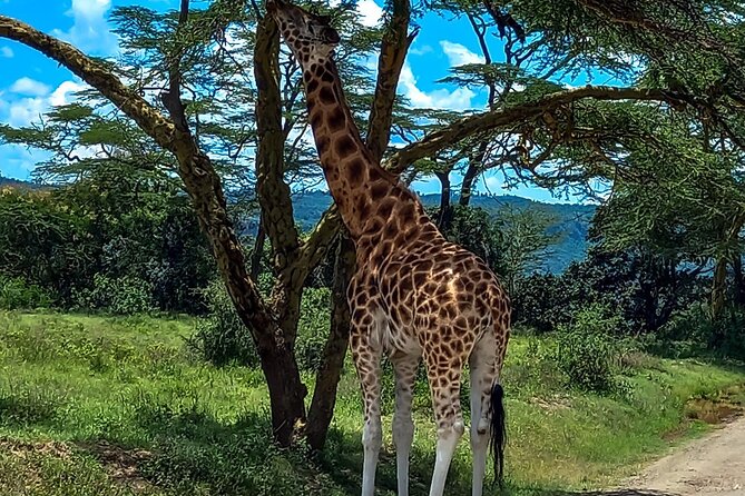 Nairobi National Park Safari With a Visit to Giraffe Center. - The 6am Pickup and How the Open-Top Van Changes the Safari