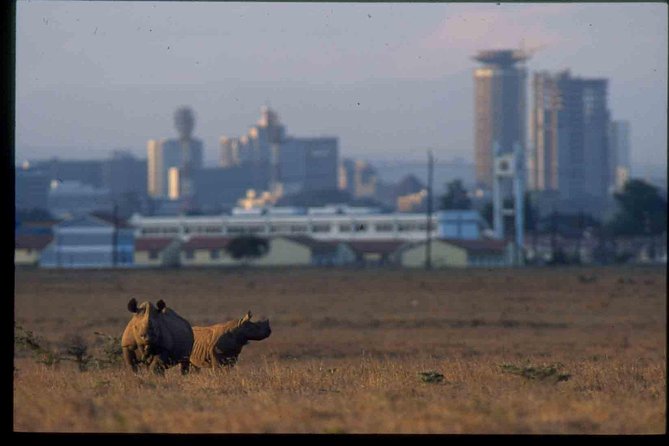 Nairobi National Park Safari - Morning or afternoon safari, and how to pick the right one