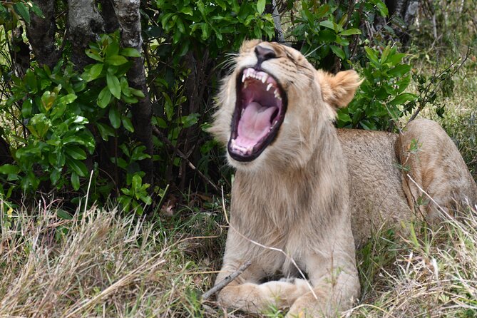 Nairobi National Park Shared Tour - Your half-day schedule, from the 6:00 am start to the return