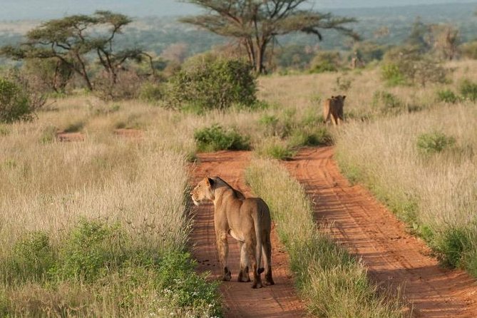 Nairobi National Park, Sheldrick Elephant, Giraffe Centre Tour - Karen Blixen Museum stop: culture within a wildlife day