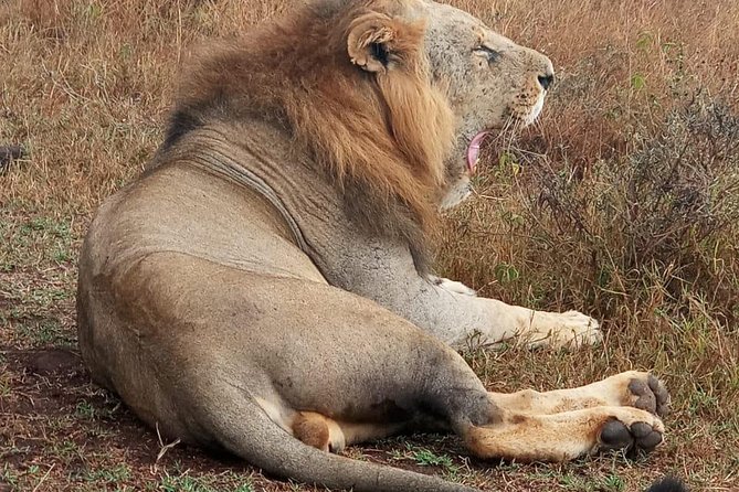 Nairobi National Park, Sheldrick Elephant, Giraffe Centre Tour - Price and value: how the $50 tour fee adds up
