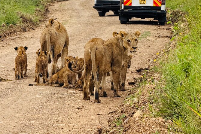 Nairobi National Park Sheldrick & Giraffe Centre Day Trip - A city-near safari day that mixes animals, crafts, and culture