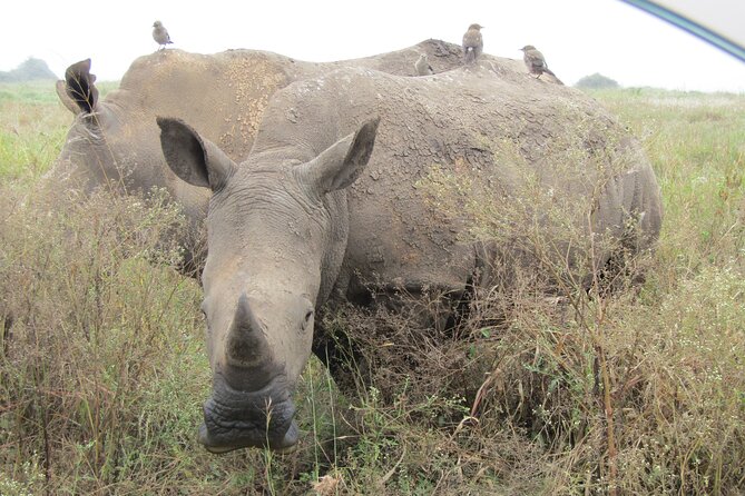 Nairobi National Park Sheldrick & Giraffe Centre Day Trip - Who should book this day trip, and who might not love it