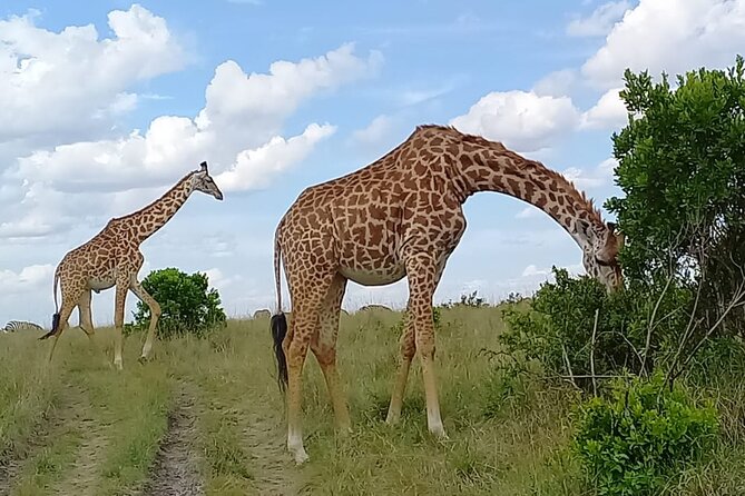 Nairobi National park sun rise game drive with pickup & drop-off - Nairobi National Park at first light, quick safari from the capital