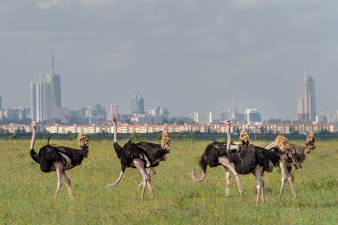 Nairobi National park sun rise game drive with pickup & drop-off - Impala Picnic and the ivory-burning site for photos and context