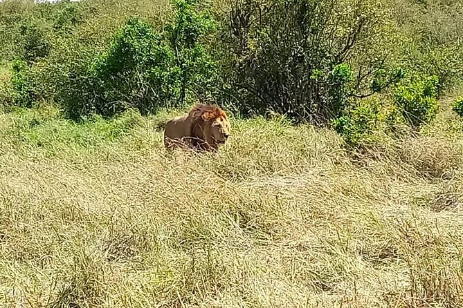 Nairobi National park sun rise game drive with pickup & drop-off - Nagolomani and hyena dam, where water brings wildlife close