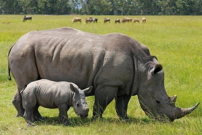 Nairobi National park sun rise game drive with pickup & drop-off - Price and value at about $44, plus what to budget for