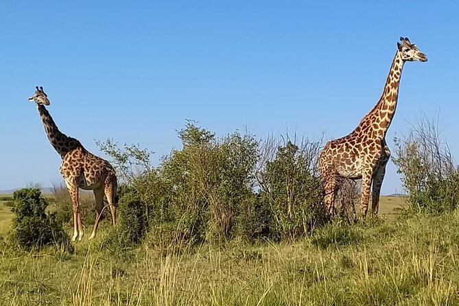 Nairobi National park sun rise game drive with pickup & drop-off - Pickup at 6:00 am, timing, and what a group drive feels like