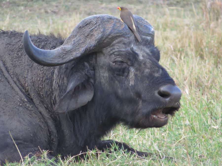 Nairobi national park: Sunrise and Sunset Tours - Key Things to Know Before You Go