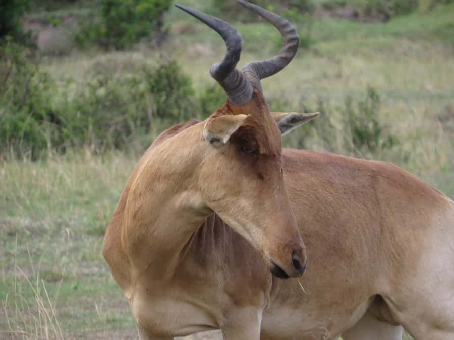 Nairobi national park: Sunrise and Sunset Tours - The heart of the tour, 4 hours of guided game drives