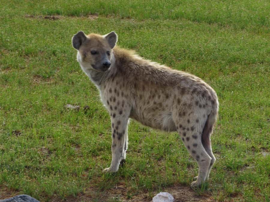 Nairobi national park: Sunrise and Sunset Tours - Vehicle and guide basics, so you see more