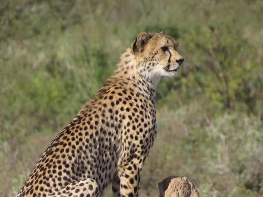 Nairobi national park: Sunrise and Sunset Tours - Should you book it?