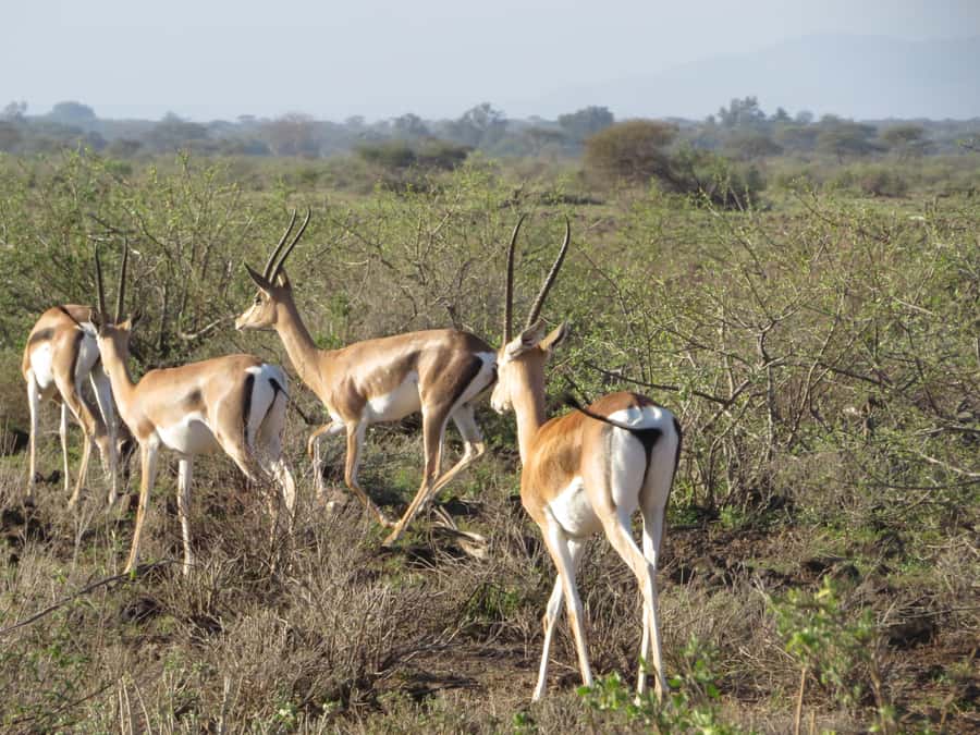Nairobi national park: Sunrise and Sunset Tours - FAQ