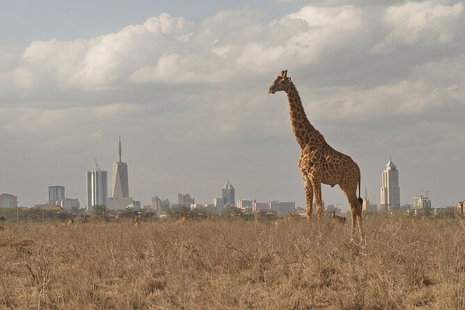 Nairobi National Park Tour - Nairobi National Park in half a day, and why that’s actually smart