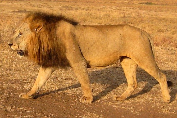 Nairobi National Park Tour - The 3 to 4 hour game drive at Nairobi National Park
