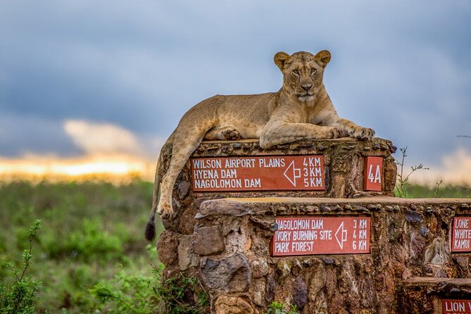 Nairobi National Park Tour - Wildlife chances: Big Five hopes, black rhino, and real variety