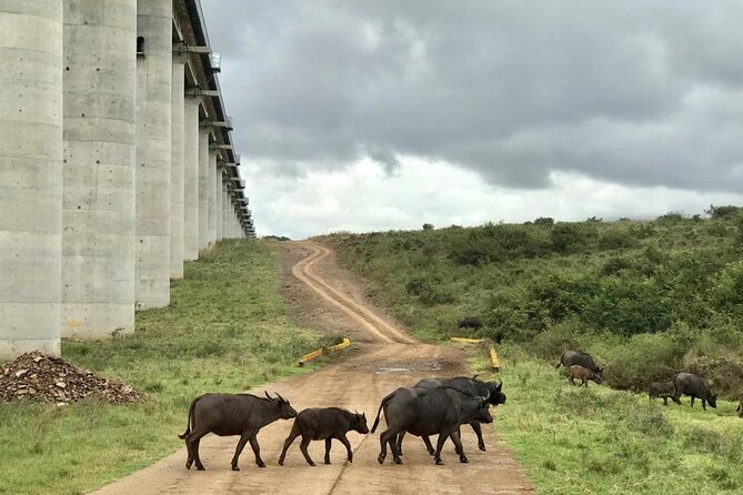 Nairobi National Park Tour - Price and value: what $109.16 covers, and what you still need to budget