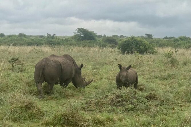 Nairobi National Park Tour - What the itinerary feels like in real life, step by step