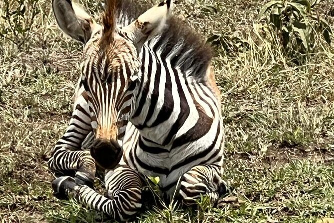 Nairobi National Park Tour From 0600hrs - 1130hrs or From 1300hrs - 1800hrs - Nairobi National Park in half a day, with hotel pickup