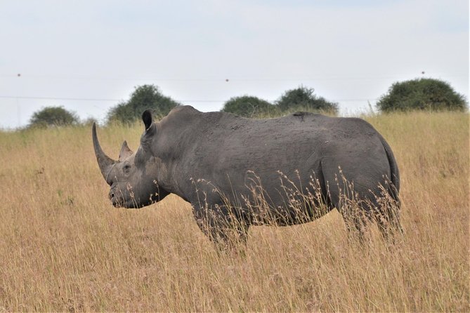 Nairobi National park - Start Time, Pickup Location, and What to Expect Day Of