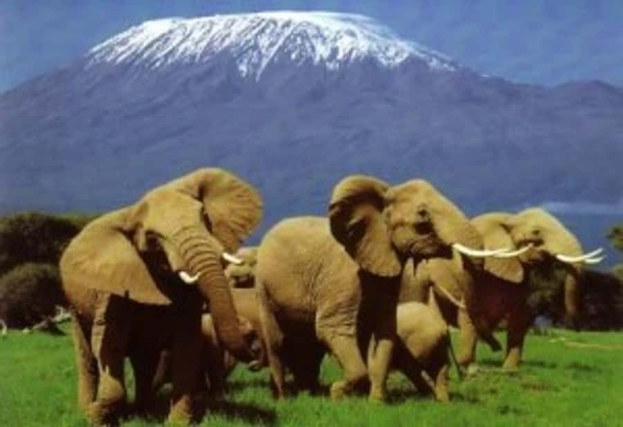 Nairobi: Overnight Safari Trip to Amboseli National Park - Why Amboseli Makes Sense as a 2 Day Safari From Nairobi