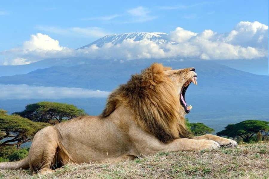 Nairobi: Overnight Safari Trip to Amboseli National Park - Getting There: Nairobi Pickup and the Drive Into Amboseli