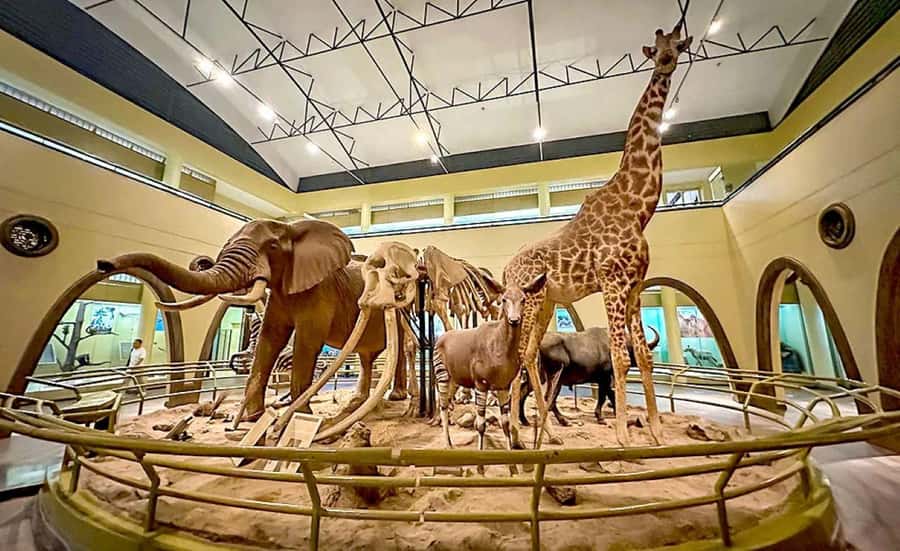 Nairobi Park, Giraffe & Elephant Orphanage with Museum Visit - How This 8-Hour Nairobi Day Is Set Up