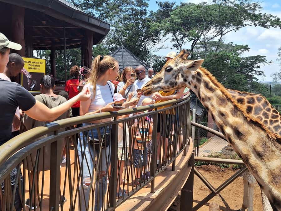 Nairobi Park, Giraffe & Elephant Orphanage with Museum Visit - Lunch Time and Energy Planning (Since Food Isn’t Included)