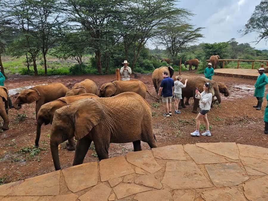 Nairobi Park, Giraffe & Elephant Orphanage with Museum Visit - David Sheldrick Wildlife Trust: Meeting Baby Elephants and Seeing Care Up Close