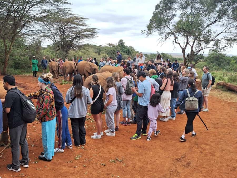 Nairobi Park, Giraffe & Elephant Orphanage with Museum Visit - The Giraffe Centre: Hand-Feeding Rothschild Giraffes