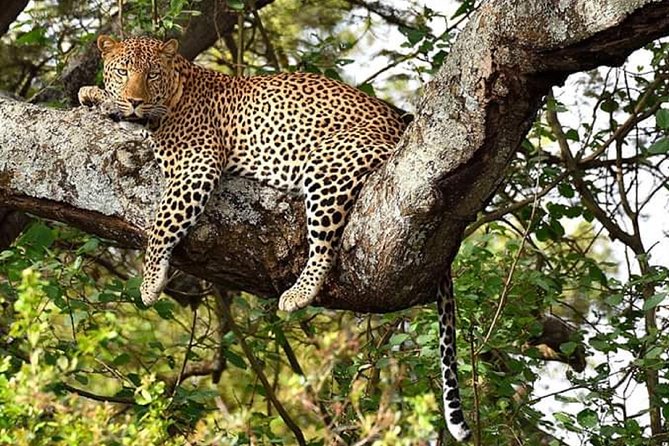 Nairobi park, steamark birds, Girraffe center & bomas - Stedmak Gardens and Recreation Centre: A Short Stop With Animal Variety