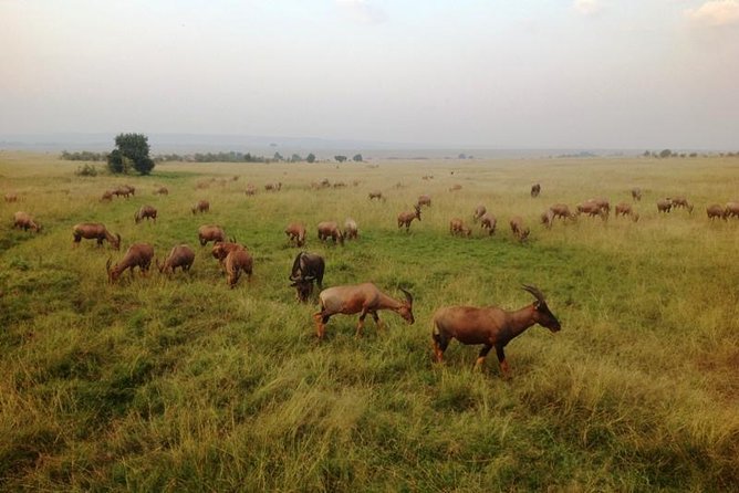 Nairobi park, steamark birds, Girraffe center & bomas - Pricing and Value: Is $55 a Smart Deal Here?