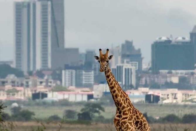 Nairobi Park Wildlife Safari - A City-Sized Safari Morning in Nairobi National Park