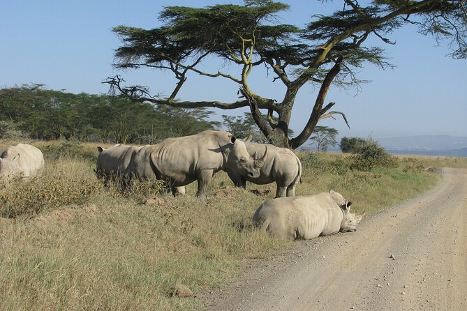 Nairobi Park Wildlife Safari - Price and Value: Is $400 Fair for a Six-Hour Safari?