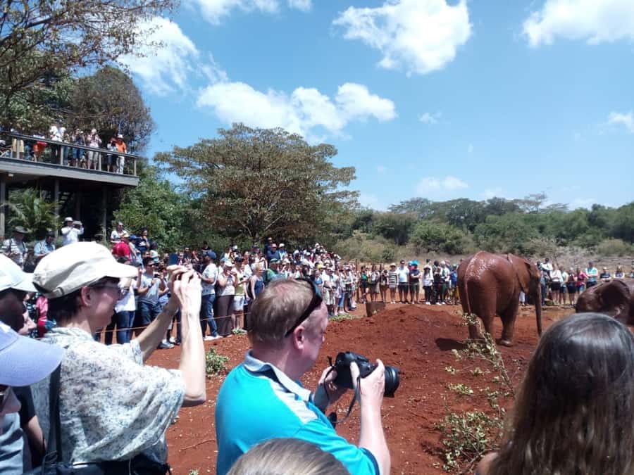 Nairobi: Private Elephant Orphanage Tour - Key highlights to know before you go