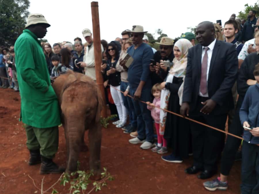 Nairobi: Private Elephant Orphanage Tour - Close-up elephant time: feeding, touch, and careful supervision